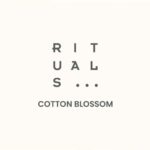 Cotton Blossom